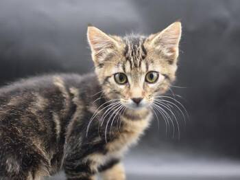 Framboise -  Domestic Short Hair Cat for Adoption in Portland, Oregon - Framboise | PetCurious