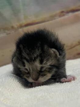 Mary Ann -  Domestic Short Hair Cat for Adoption in San Antonio, Texas - Mary Ann | PetCurious