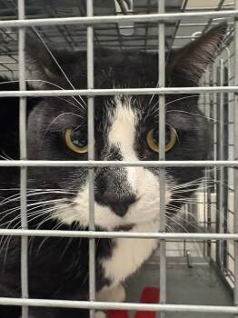 Domestic Short Hair Cats Available for Adoption in Las Vegas, Nevada - TIGER WOODS | PetCurious