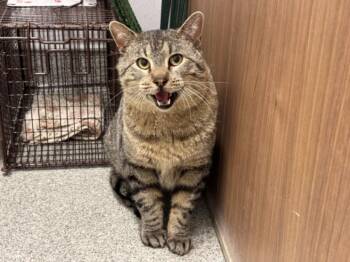 Domestic Short Hair Cats Available for Adoption in Loveland, Colorado - BASTILLE | PetCurious
