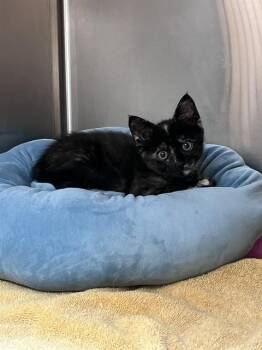 Domestic Short Hair Cats Available for Adoption in Corpus Christi, Texas - ROGUE | PetCurious