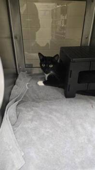 Barley -  Domestic Short Hair Cat for Adoption in Wichita, Kansas - Barley | PetCurious