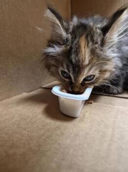 Harmonee -  Domestic Short Hair Cat for Adoption in Westland, Michigan - Harmonee | PetCurious