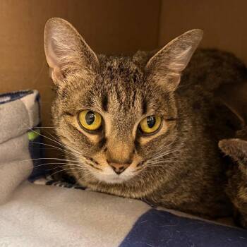 Iris -  Domestic Short Hair Cat for Adoption in Ballston Spa, New York - Iris | PetCurious