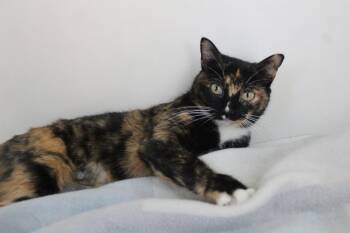 Extra Toes Cat Hemingway Polydactyl and Domestic Short Hair Cats Available for Adoption - Tally | PetCurious