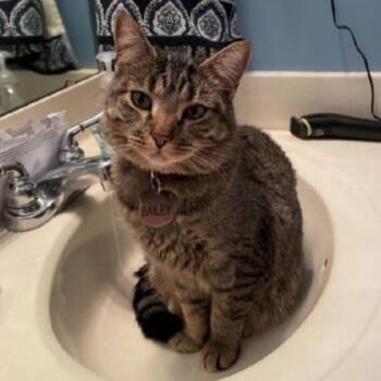 Rescue Domestic Short Hair Cats for Adoption in Mocksville, North Carolina - Bailey | PetCurious