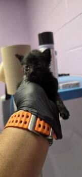 Wayne -  Domestic Short Hair Cat for Adoption in El Paso, Texas - Wayne | PetCurious