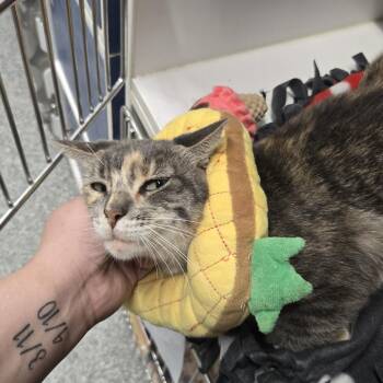 Good Charlotte -  Domestic Short Hair Cat for Adoption in Dearborn, Michigan - Good Charlotte | PetCurious