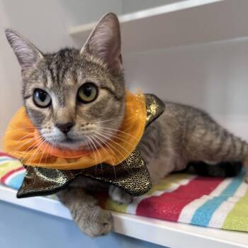 Domestic Short Hair Cats Available for Adoption - Abbey | PetCurious