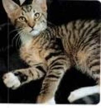 Domestic Medium Hair Cats Available for Adoption in Dayton, Minnesota - Scrabble | PetCurious