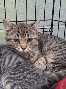 Rescue Domestic Short Hair Cats for Adoption in Chesapeake, Virginia - Twinkie | PetCurious