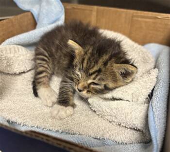 Rescue Domestic Short Hair Cats for Adoption in Ontario, California - PRAYER- IN FOSTER | PetCurious