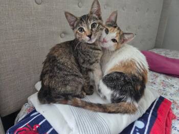 Peach -  Domestic Short Hair Cat for Adoption in Richmond, Virginia - Peach | PetCurious