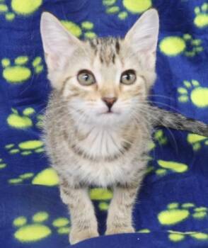 Puffin -  Domestic Short Hair Cat for Adoption in Thief River Falls, Minnesota - Puffin | PetCurious