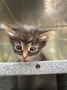 Domestic Short Hair Cats Available for Adoption in Dallas, Texas - TAY | PetCurious