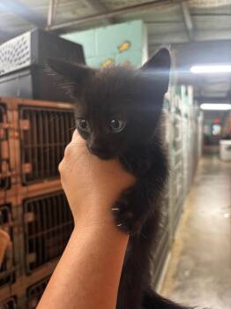 Macrinus -  American Shorthair Cat for Adoption in Rockport, Texas - Macrinus | PetCurious
