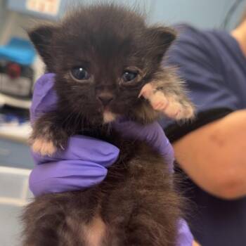 Wanda -  Domestic Medium Hair Cat for Adoption in Charleston, West Virginia - Wanda | PetCurious