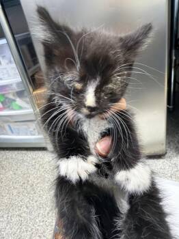 Rocko -  Domestic Short Hair Cat for Adoption in Pomona, New York - Rocko | PetCurious