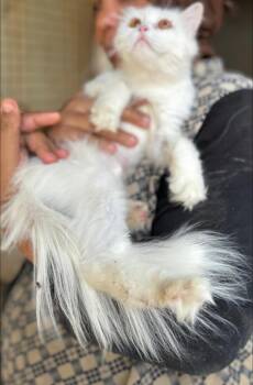 Rescue Ragdoll and Turkish Angora Cats for Adoption in Brampton, Ontario - Mayonnaise | PetCurious