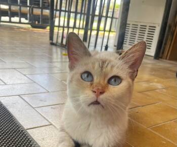 Domestic Short Hair Cats Available for Adoption - Victoria | PetCurious