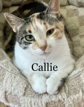 Rescue Domestic Short Hair Cats for Adoption in Frewsburg, New York - Callie | PetCurious