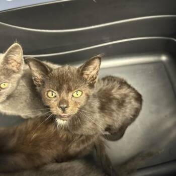 Cory -  Domestic Short Hair Cat for Adoption in Indianapolis, Indiana - Cory | PetCurious