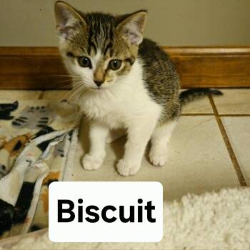 Biscuit (Holland Cat Cove) -  Domestic Short Hair Cat for Adoption in West Olive, Michigan - Biscuit (Holland Cat Cove) | PetCurious