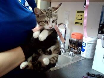 LUNA -  Domestic Short Hair Cat for Adoption in Martinez, California - LUNA | PetCurious