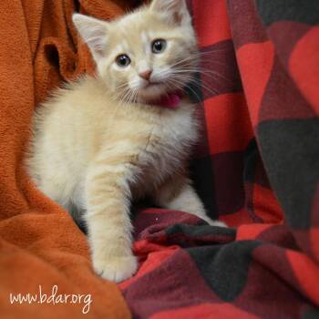 Pablo Picasso -  Domestic Short Hair Cat for Adoption in Cheyenne, Wyoming - Pablo Picasso | PetCurious