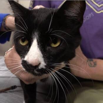 Mr. Smee -  Domestic Short Hair Cat Available for Adoption in Brevard, North Carolina - Mr. Smee | PetCurious
