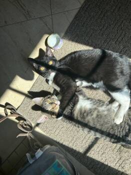 Rescue Domestic Short Hair Cats for Adoption in Mokena, Illinois - Morty And Rick | PetCurious