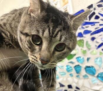 MIKE WAZOWSKI -  Domestic Short Hair Cat for Adoption in Pensacola, Florida - MIKE WAZOWSKI | PetCurious