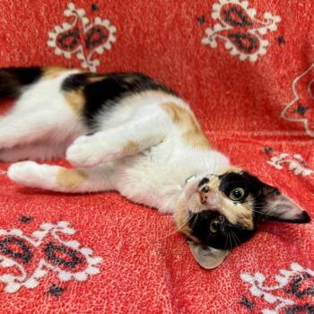 Cake -  Domestic Short Hair Cat for Adoption in Hawthorne, California - Cake | PetCurious