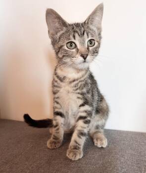 Domestic Short Hair Cats Available for Adoption in Rochester, Indiana - May | PetCurious
