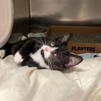 Half and Half -  Domestic Short Hair Cat for Adoption in Richmond, Virginia - Half And Half | PetCurious