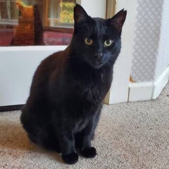 Rescue Domestic Short Hair Cats for Adoption in Morgan Hill, California - Jumbo | PetCurious