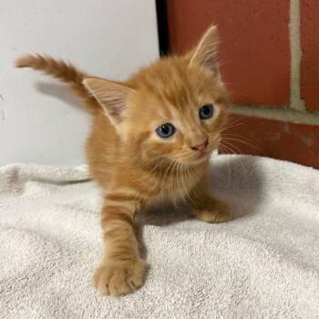 Yoko -  Domestic Short Hair Cat for Adoption in Cabot, Arkansas - Yoko | PetCurious
