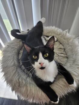 Rescue Domestic Short Hair Cats for Adoption in Scottsdale, Arizona - Toddy | PetCurious