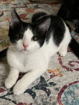 Rescue Domestic Short Hair Cats for Adoption in Rowlett, Texas - Callie | PetCurious