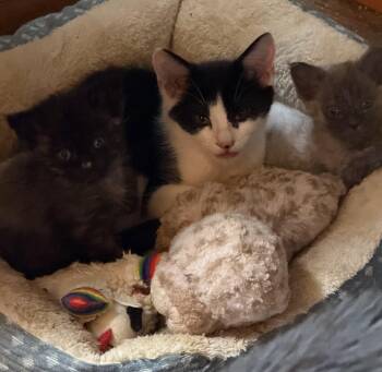 Dongle -  Domestic Short Hair Cat for Adoption in Bethel Park, Pennsylvania - Dongle | PetCurious