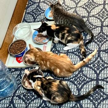 Cicada -  Domestic Short Hair Cat for Adoption in Incline Village, Nevada - Cicada | PetCurious
