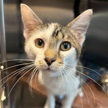 Domestic Short Hair Cats Available for Adoption in Matteson, Illinois - Reed | PetCurious