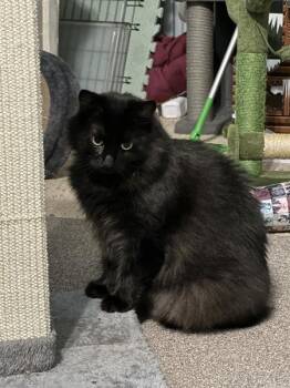 Rescue Domestic Long Hair Cats for Adoption in Wilmington, North Carolina - Freya | PetCurious
