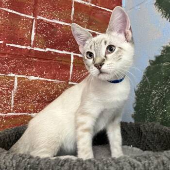 Grover -  Siamese and Abyssinian Cat for Adoption in Laredo, Texas - Grover | PetCurious