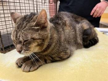 Domestic Short Hair Cats Available for Adoption in Colorado Springs, Colorado - LUNA BELL DROP | PetCurious