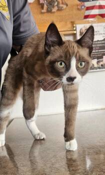 Steve aka brownie -  Siamese Cat for Adoption in Green River, Wyoming - Steve Aka Brownie | PetCurious