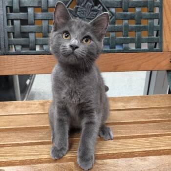 Rescue Domestic Short Hair Cats for Adoption in Michigan City, Indiana - HipHopAnonymous | PetCurious