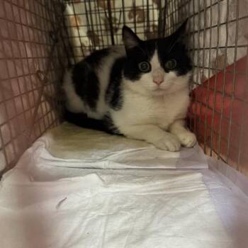 Gresso 1 - Barn Cat! -  Domestic Short Hair Cat for Adoption in Bristol, Indiana - Gresso 1 - Barn Cat! | PetCurious