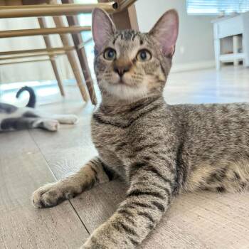 Ray -  Domestic Short Hair Cat for Adoption in San Jacinto, California - Ray | PetCurious
