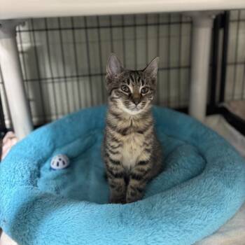 Domestic Short Hair Cats Available for Adoption in Columbus, North Carolina - Willow | PetCurious